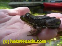 /home//u458753944/public_html/sourcegallery///Frogs/Mixed frogs/P1070616.JPG